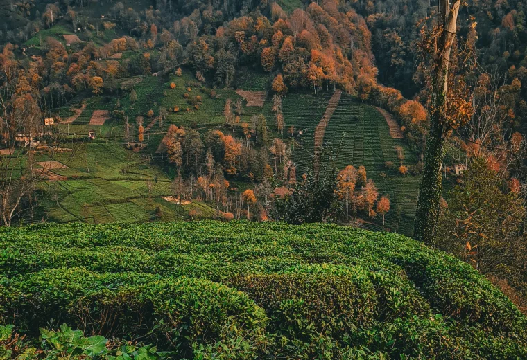 Green tea gardens in Rize for the Flexible Rize Offer by RelaxFly