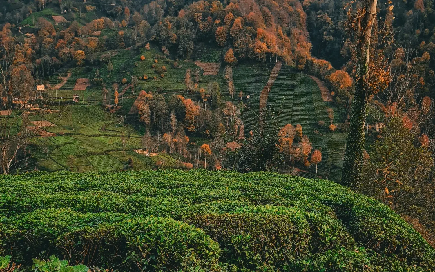 Green tea gardens in Rize for the Flexible Rize Offer by RelaxFly