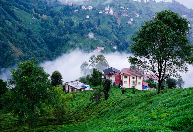 Luxury green scenery in Rize for the Rize Signature offer by RelaxFly