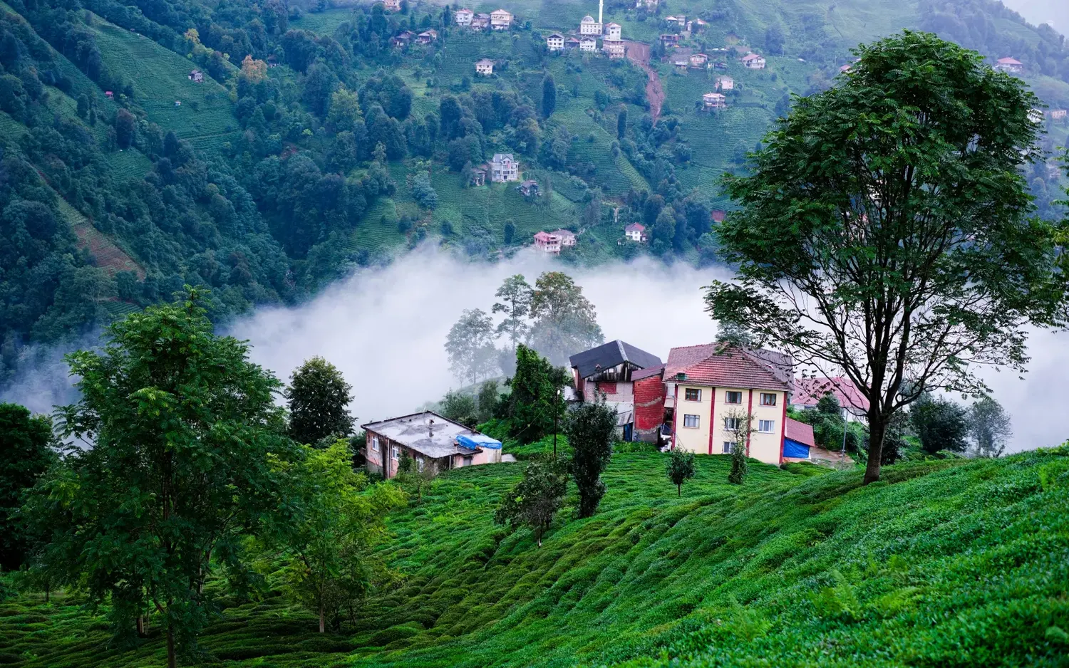 Luxury green scenery in Rize for the Rize Signature offer by RelaxFly